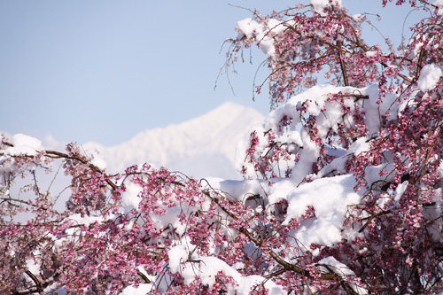 雪と桜とアルプスと.jpg